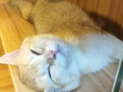 -猫十亿·布偶金渐层·曼基康矮脚猫舍(青年路店)