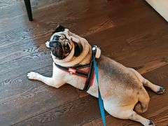 -西安浐灞艾美酒店·汉江餐厅·火锅