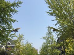 -子霖南山鲜虾面(南山总店)