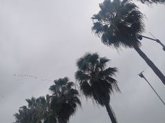 -大湾区中央湿地公园