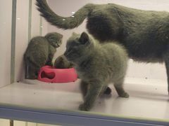 -喵的天空名猫咖啡馆·撸猫·猫舍·用品