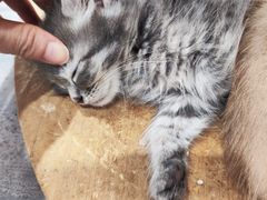 -楼上猫咖(罗湖店)