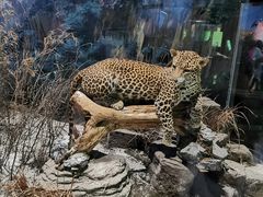 -陕西自然博物馆