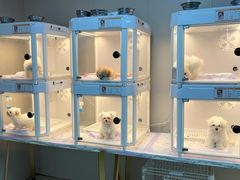 -翊宠yipet猫狗购宠庄园犬舍•猫舍