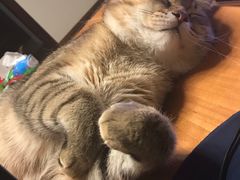 -北京赛佳动物医院