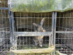 -小鱼草莓采摘园农家乐·小鱼餐厅