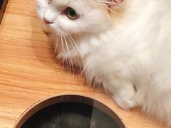 -袖虎·猫馆(体育西路店)