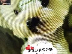 -多乐狗狗宠物训练工作室