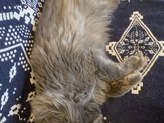 -平行世界·猫咖(首经贸店)
