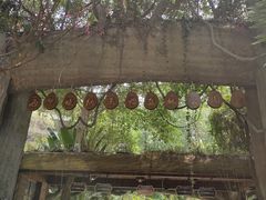 -西双版纳原始森林公园