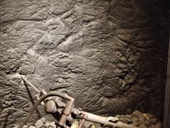 -陕西自然博物馆