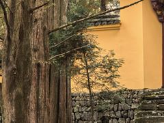 -天目山大树王景区