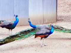 动物园-祥源·阜阳生态乐园