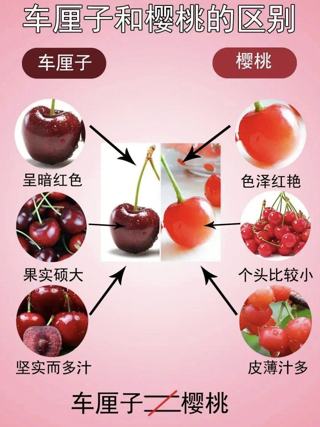 樱桃到底是不是车厘子?这三张图告诉你答案