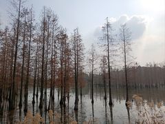 -白鹭湾湿地公园