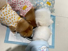 -怪兽屋·羊驼·猫咖·狗咖(俊华广场店)