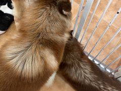 -Let's go狗咖·猫咖·奶狗·桌游(春熙路IFS店)