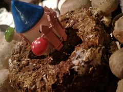 活体菌菇-捞王锅物料理(凯旋路店)