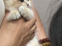 -瑞鹏宠物医院·骨科·猫科·内科(第一中心)