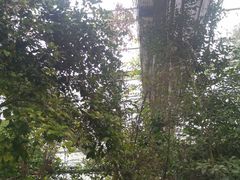 -呀路古热带植物园