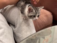 -袖虎·猫馆(体育西路店)