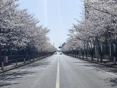 -高东镇樱花园