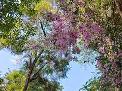 -深圳国际园林花卉博览园