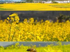 -贵州百里杜鹃风景名胜区