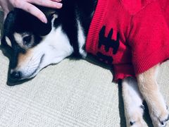 -逗柴咖啡屋·狗咖猫咖宠物桌游