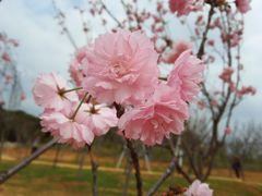 -天适樱花悠乐园