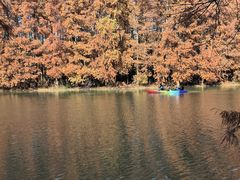 -上海海湾国家森林公园