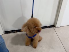 -佳雯宠物医院·皮肤科·内外科(春晓路分院)