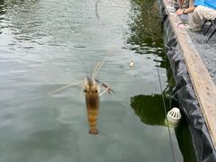 -DGE季风钓虾营地·团建·聚会