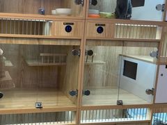 -山宅一喵德文卷毛猫舍