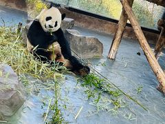 -上海野生动物园