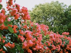 -贡湖湾湿地公园