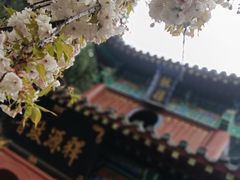-洛阳白马寺