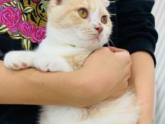 -糯米喵星人·撸猫猫舍咖啡馆(西市场嘉华店)