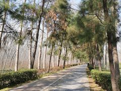 -合肥滨湖国家森林公园