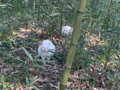-苏州太湖西山岛开心农场