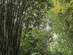-望江楼公园