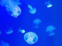 -海合安青岛极地海洋公园