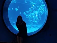 -烟台海昌鲸鲨海洋公园