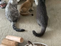 -泰国佛·塔罗·泰牌狐仙古曼