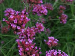 -羊亭河湿地公园