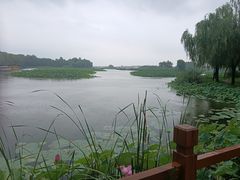 -白洋淀景区