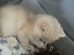 -喵百万·布偶·蓝金金渐层英短·猫舍(百子湾店)