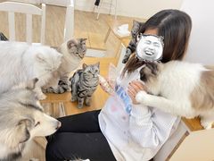 -李小姐の猫咖啡馆(五角场店)