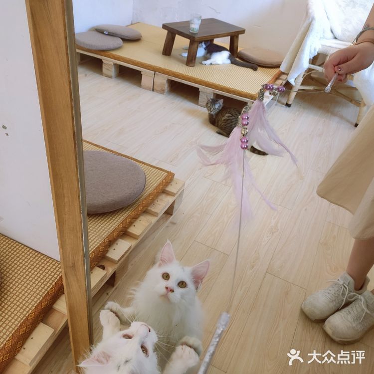 东莞平价猫咖