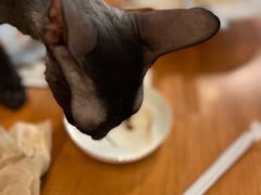 -猫小院猫主题餐厅(三里屯店)